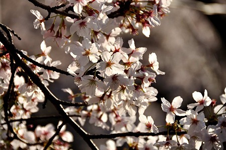 1004081656_DSC_2726
