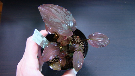 DSCF1207