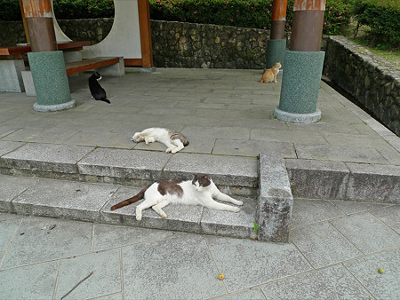 猫の楽園~天拝山歴史自然公園