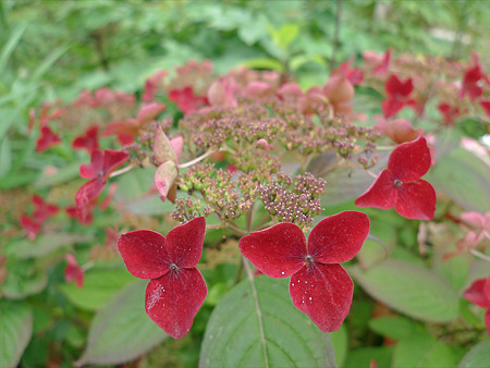 筥崎宮ゆり園~山紫陽花?(1)
