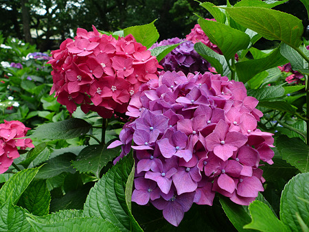 筥崎宮~紫陽花園(15)