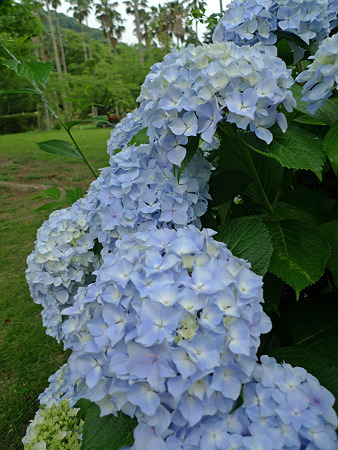 雨の宮地嶽神社(12)紫陽花
