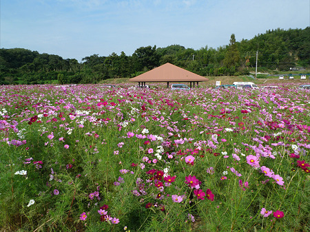 西郷川花園のコスモス(6)