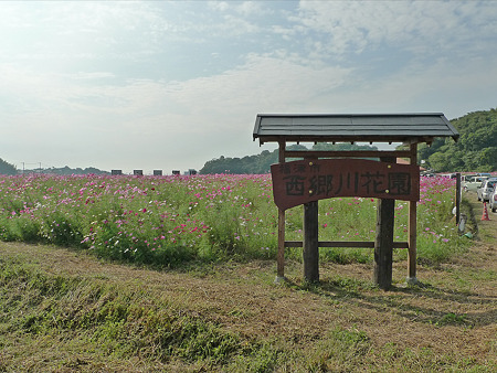 西郷川花園のコスモス(13)