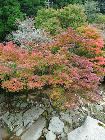 筑紫耶馬渓2010(3)