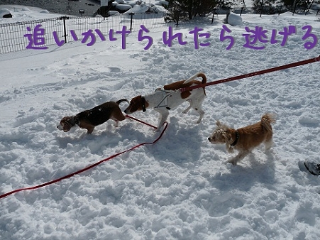 追われたら