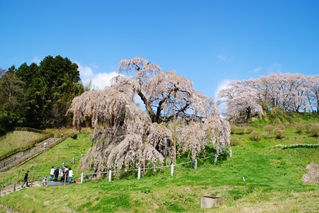 miharutakizakura9