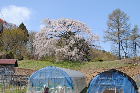 gotomakitanosakura9