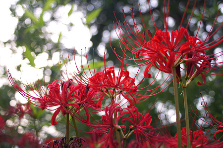 nex511092503