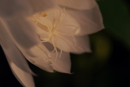 nex511052707