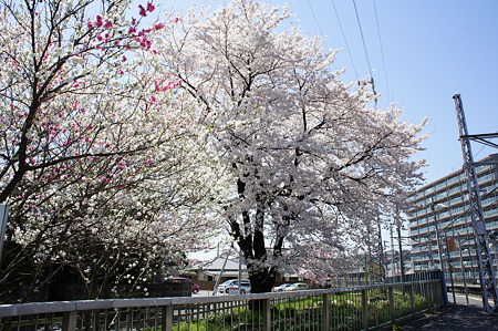 桜のピンク、花桃の白