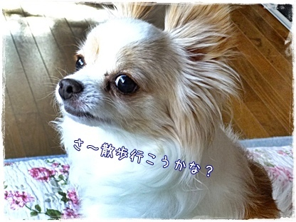 お散歩
