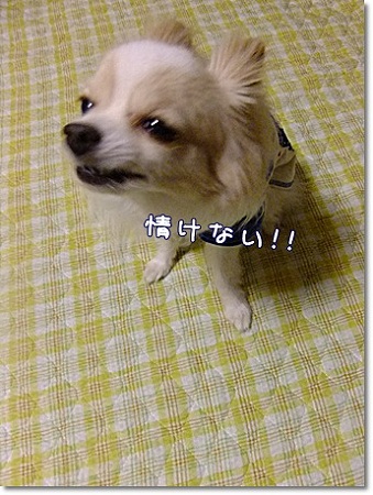 情けない