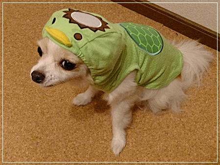 ミミカッパ