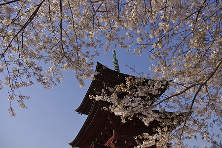 西福寺の桜 (2)