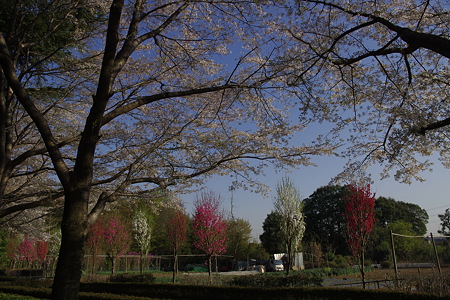赤山城址の桜 (10)