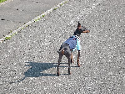 マイペース