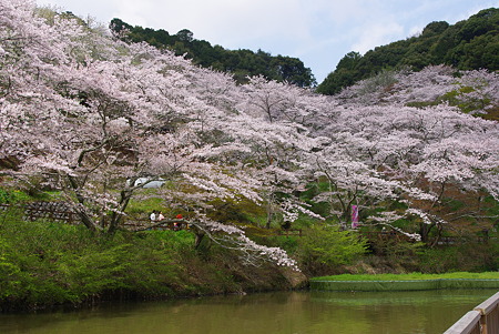 110410奥山花見03