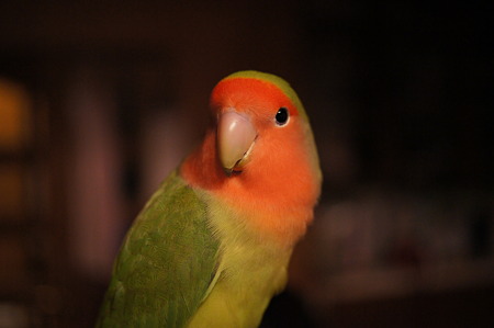 DSC00650