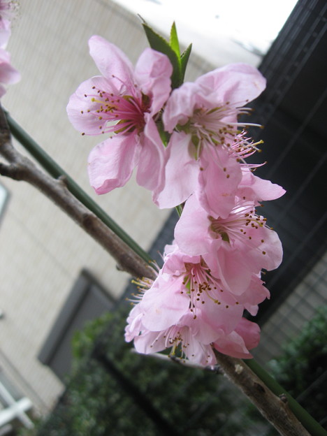 Photos: 桃の花が咲きました