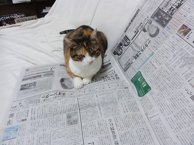 新聞を読むミミ